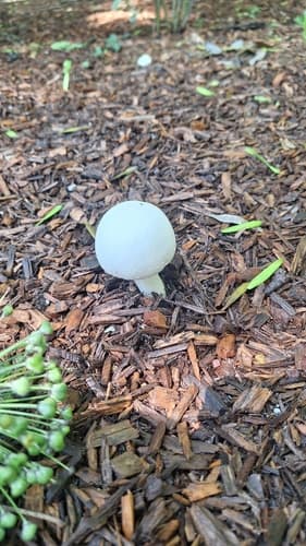 Leucocoprinus