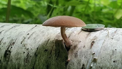 Simocybe sumptuosa