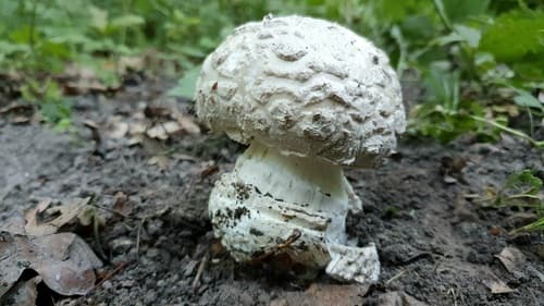 Muchomor szyszkowaty