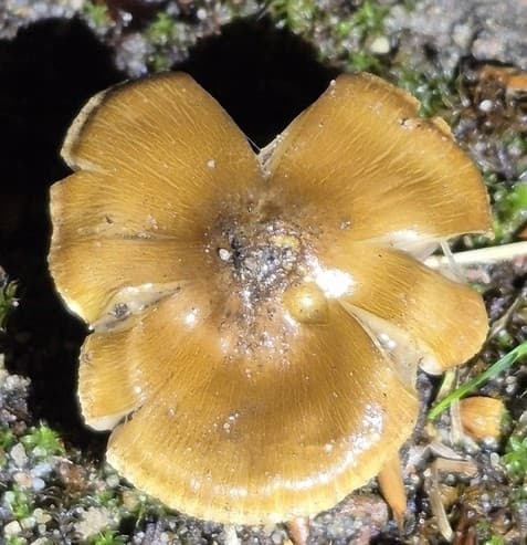 Inocybaceae