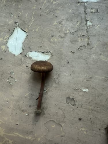Cortinarius huronensis
