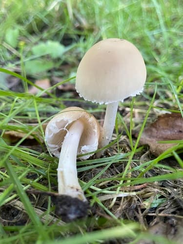 Kruchaweczka zaroślowa