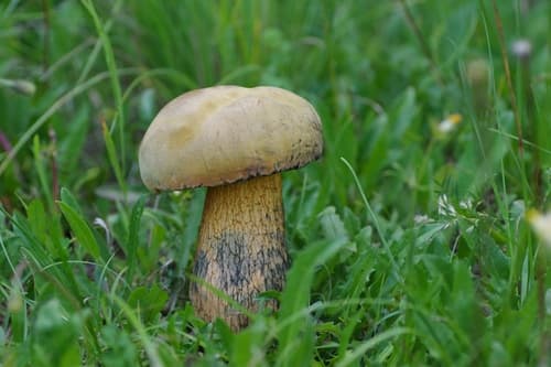 Modroborowik ponury