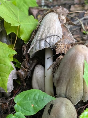 Coprinopsis