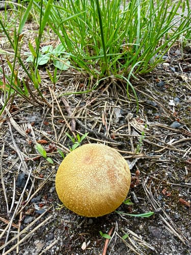 Agaricineae