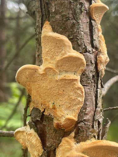 Diplomitoporus flavescens