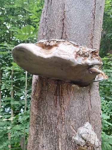 Czyreń topolowy