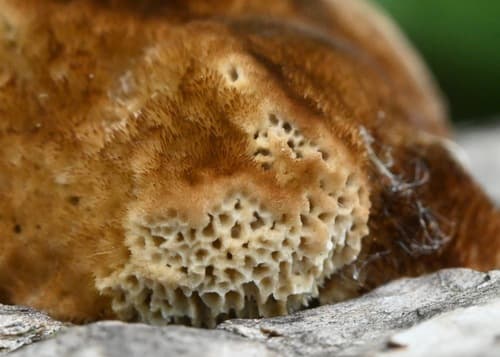Włochatka ciemna