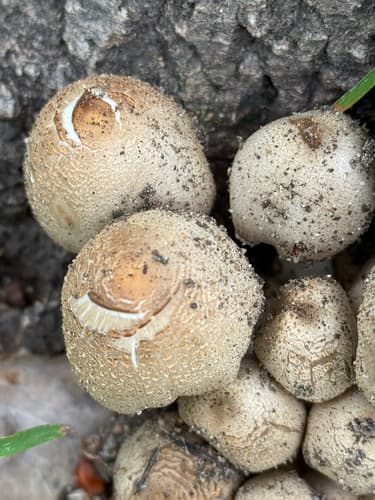 Coprinopsis