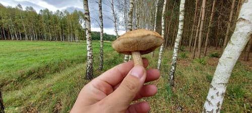 Koźlarz babka