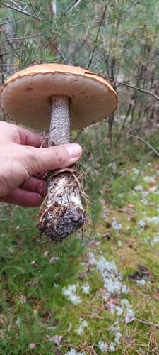 koźlarz pomarańczowożółty