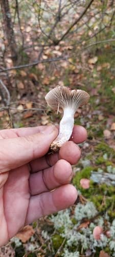 Gomphidius