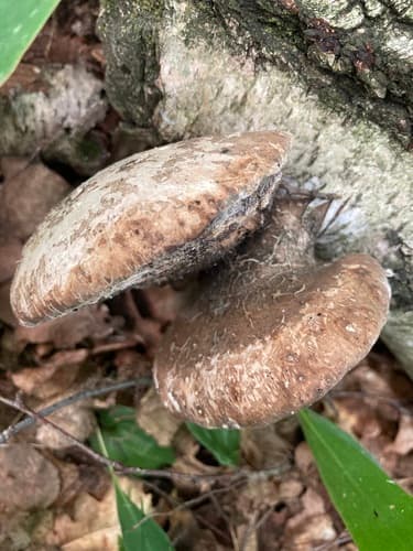 Białoporek brzozowy