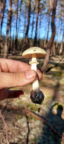 Muchomor cytrynowy