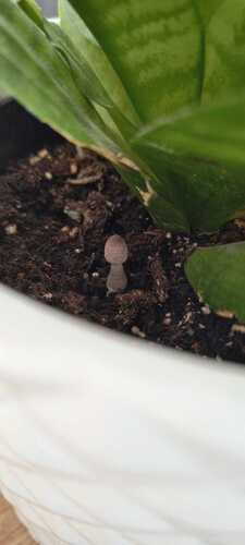 Leucocoprinus