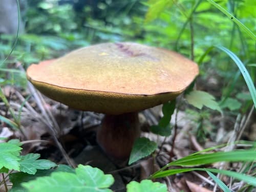 Modroborowik ponury