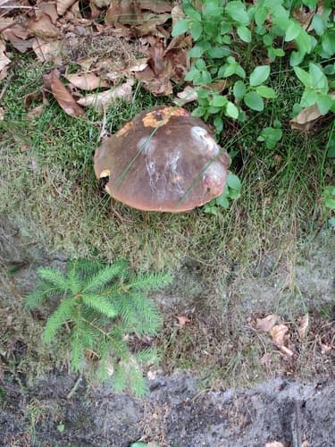 krasnoborowik ceglastopory