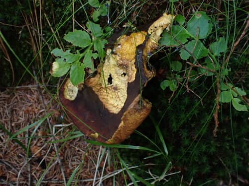 krasnoborowik ceglastopory