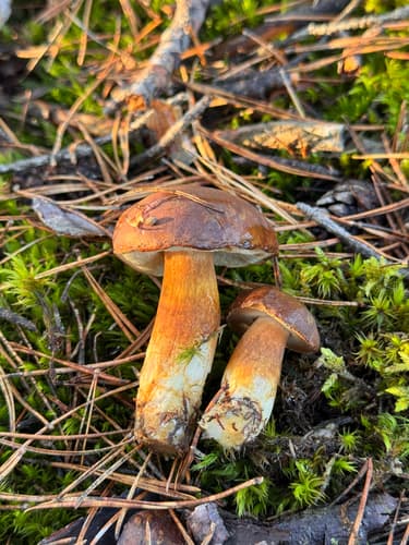 Podgrzybek brunatny