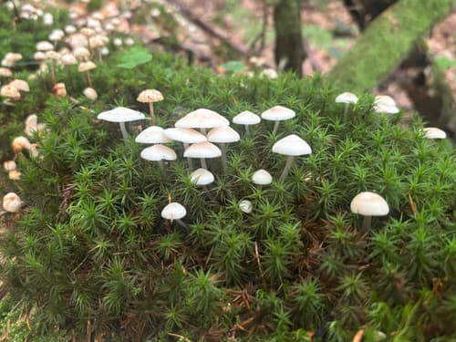 Mycena laevigata