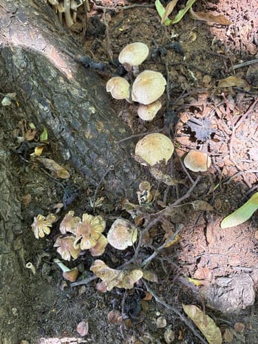 Agaricineae