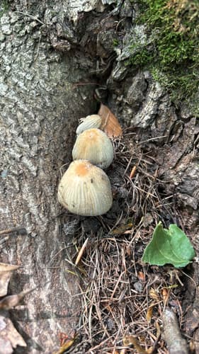 Coprinellus