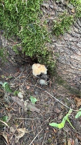 Agaricineae