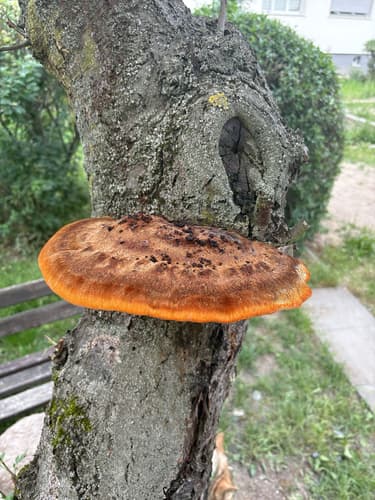 Błyskoporek szczotkowaty
