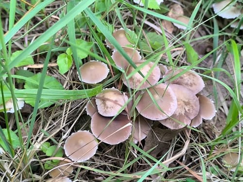 Kruchaweczka zaroślowa