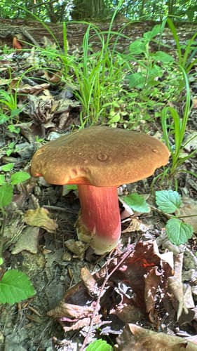 krasnoborowik ceglastopory