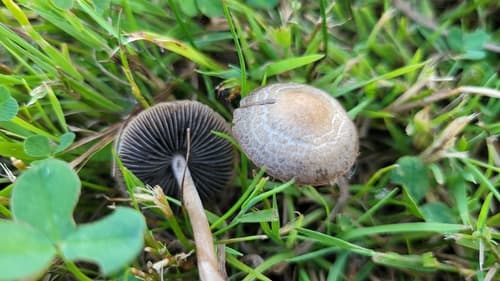 Panaeolus cinctulus
