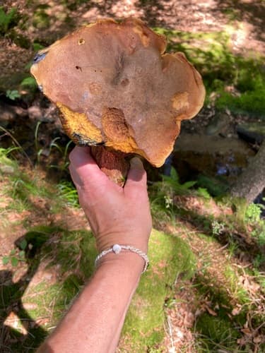krasnoborowik ceglastopory