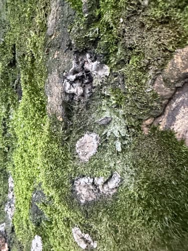 Pieczarniaki