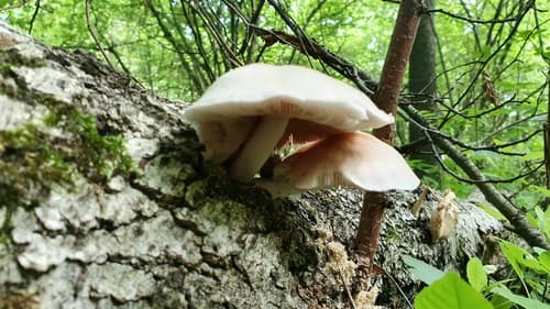 Pluteus pellitus