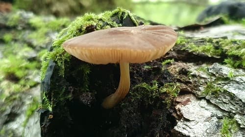 Drobnołuszczak
