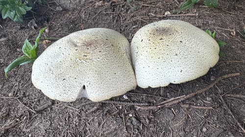 Pieczarniaki