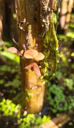 Candolleomyces typhae