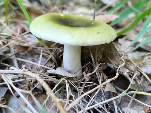 Gołąbek białozielonawy