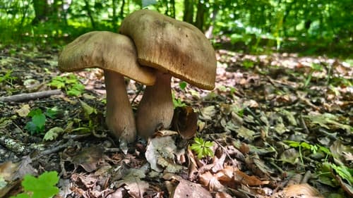 borowik usiatkowany