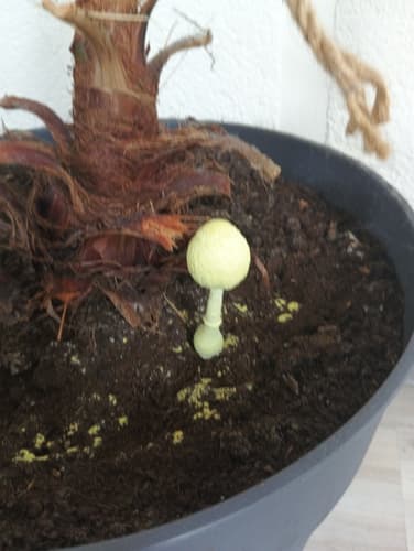 Czubnik cytrynowy