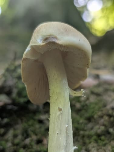 Pieniążkówka gładkotrzonowa