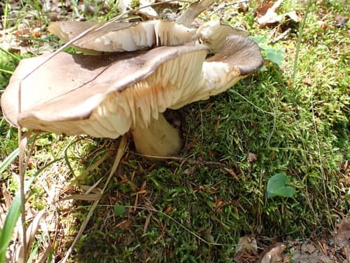 Megacollybia marginata