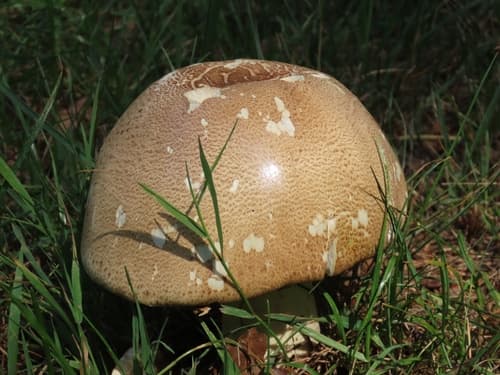 Pieczarka okazała