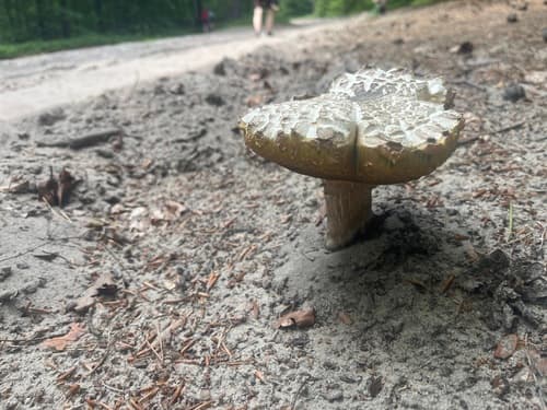 borowik usiatkowany