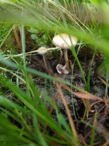 Protostropharia semiglobata