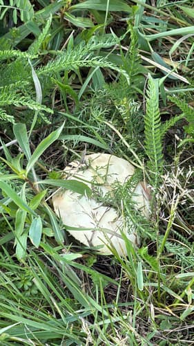 Pieczarkowce