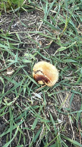 Agaricineae