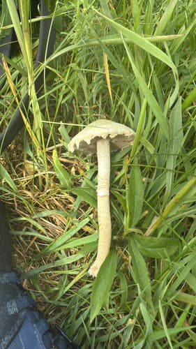 Agrocybe molesta