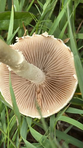 Agrocybe molesta