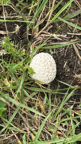 Agaricineae